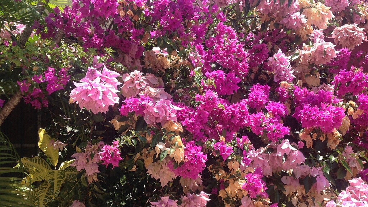 Photo of Outdoor in Bocacanasta