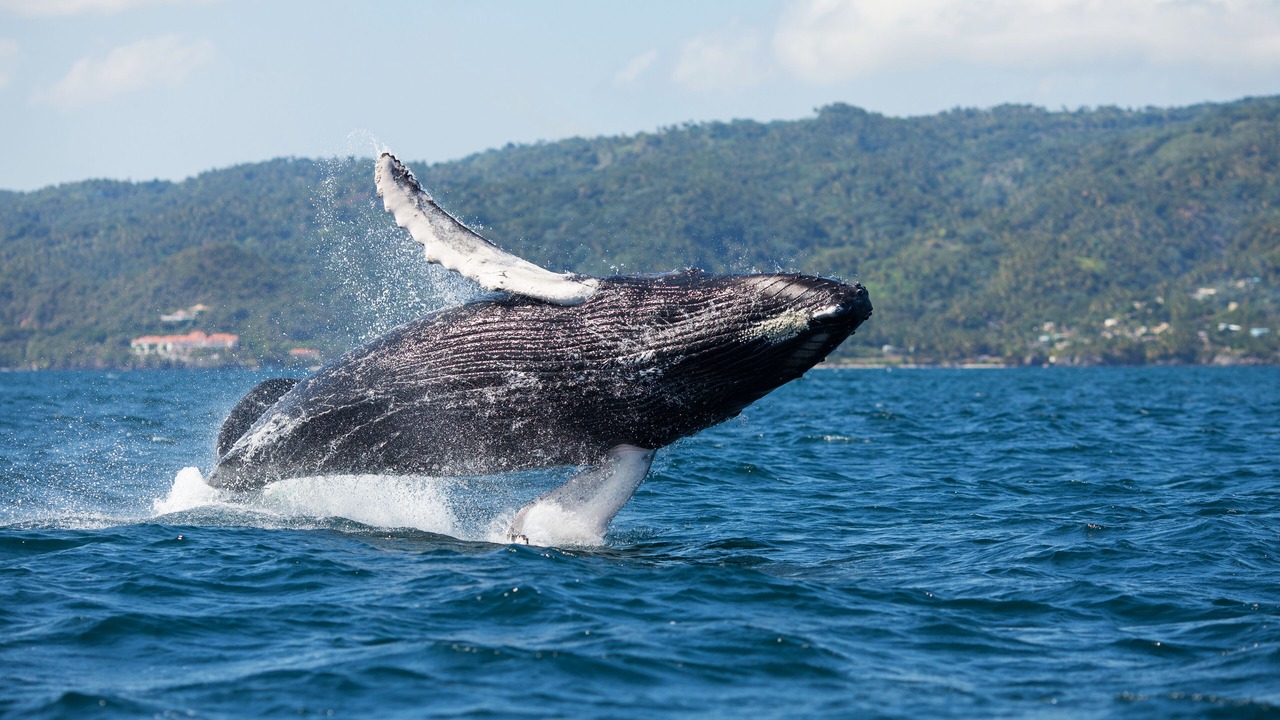 Photo of Others in Punta Balandra