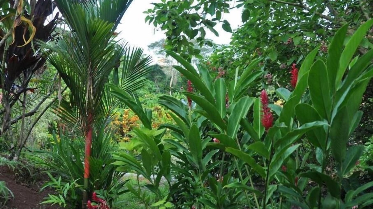 Photo of Outdoor in Teahupoo