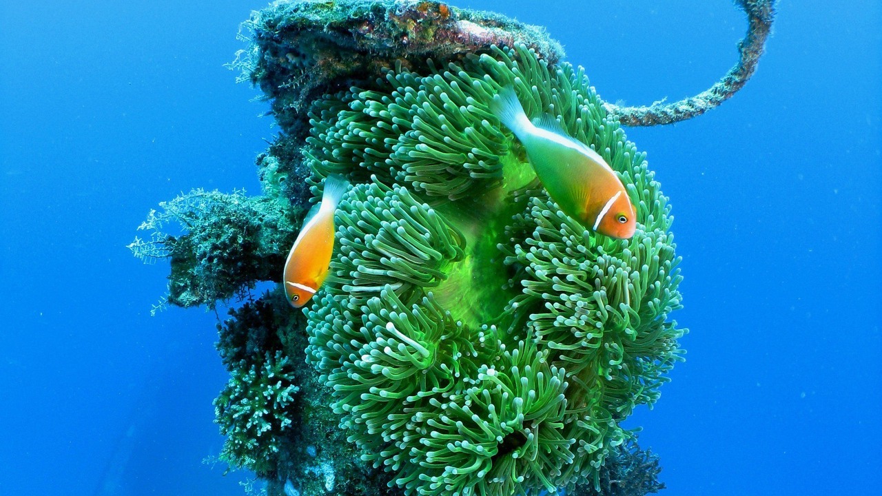 Photo of Others in Malolo Island