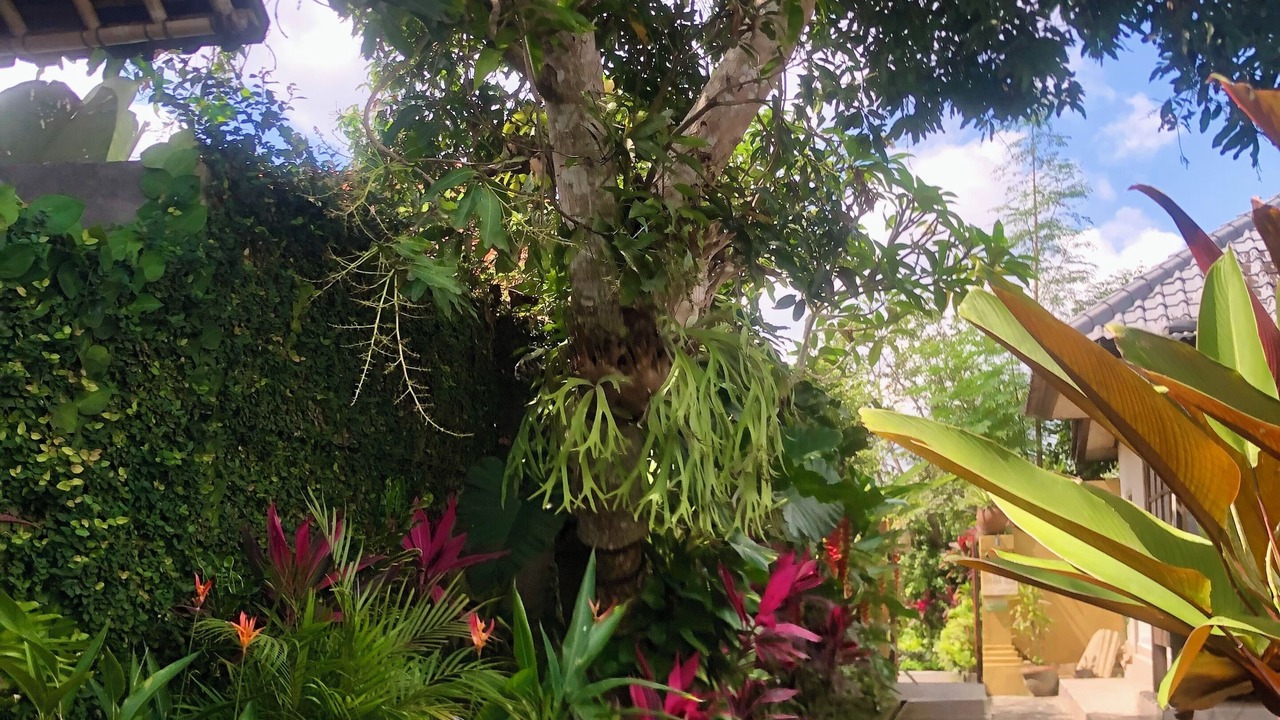 Photo of Outdoor in Penestanan