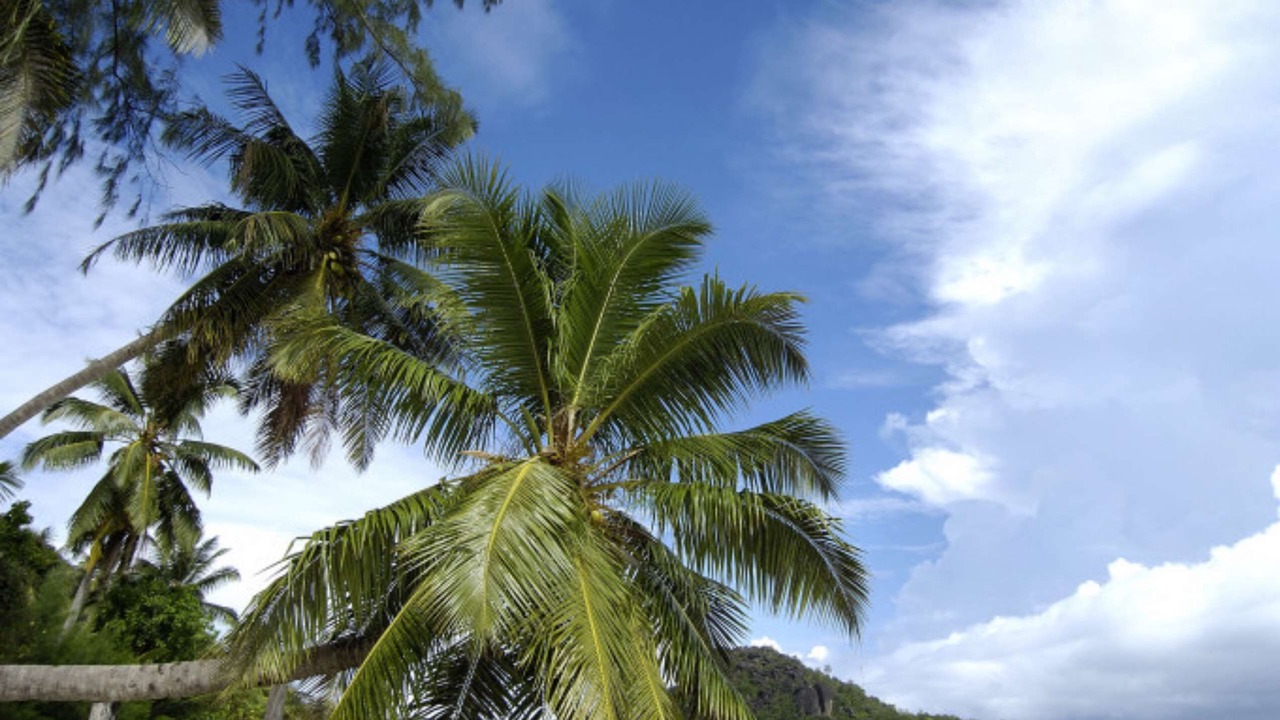 Photo of Others in Anse Volbert Village