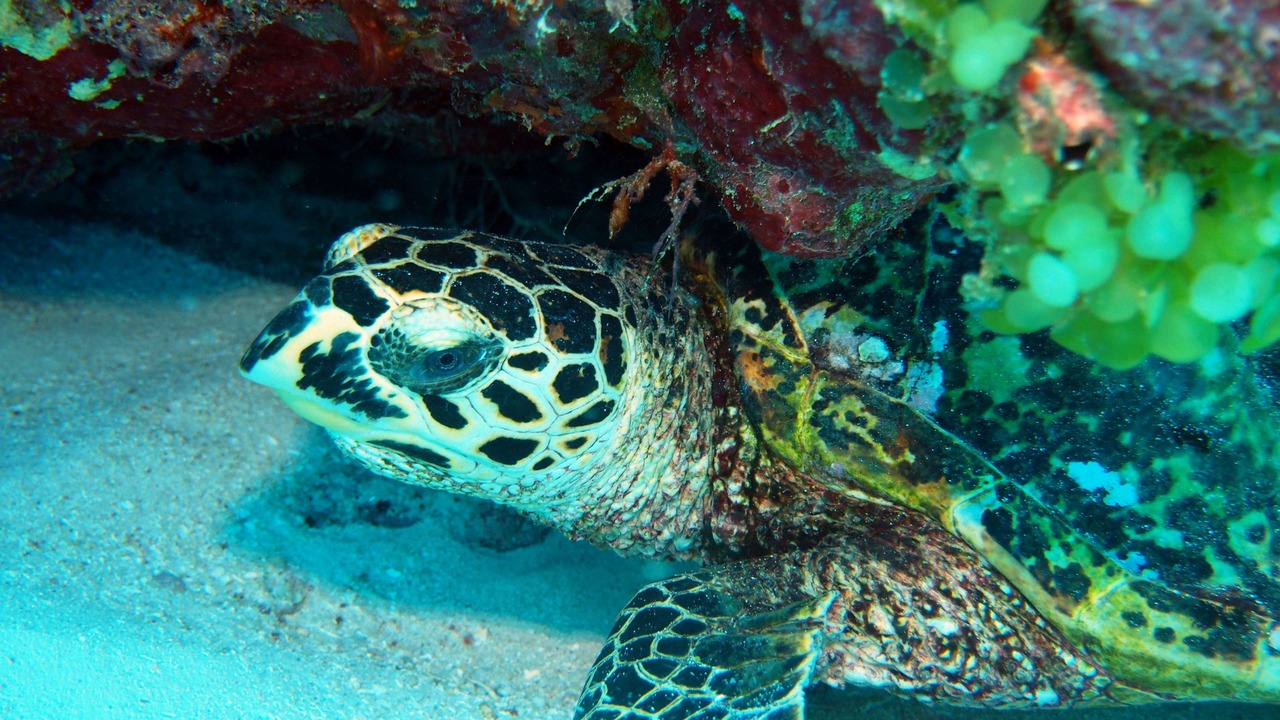 Photo of Others in Qalito Island