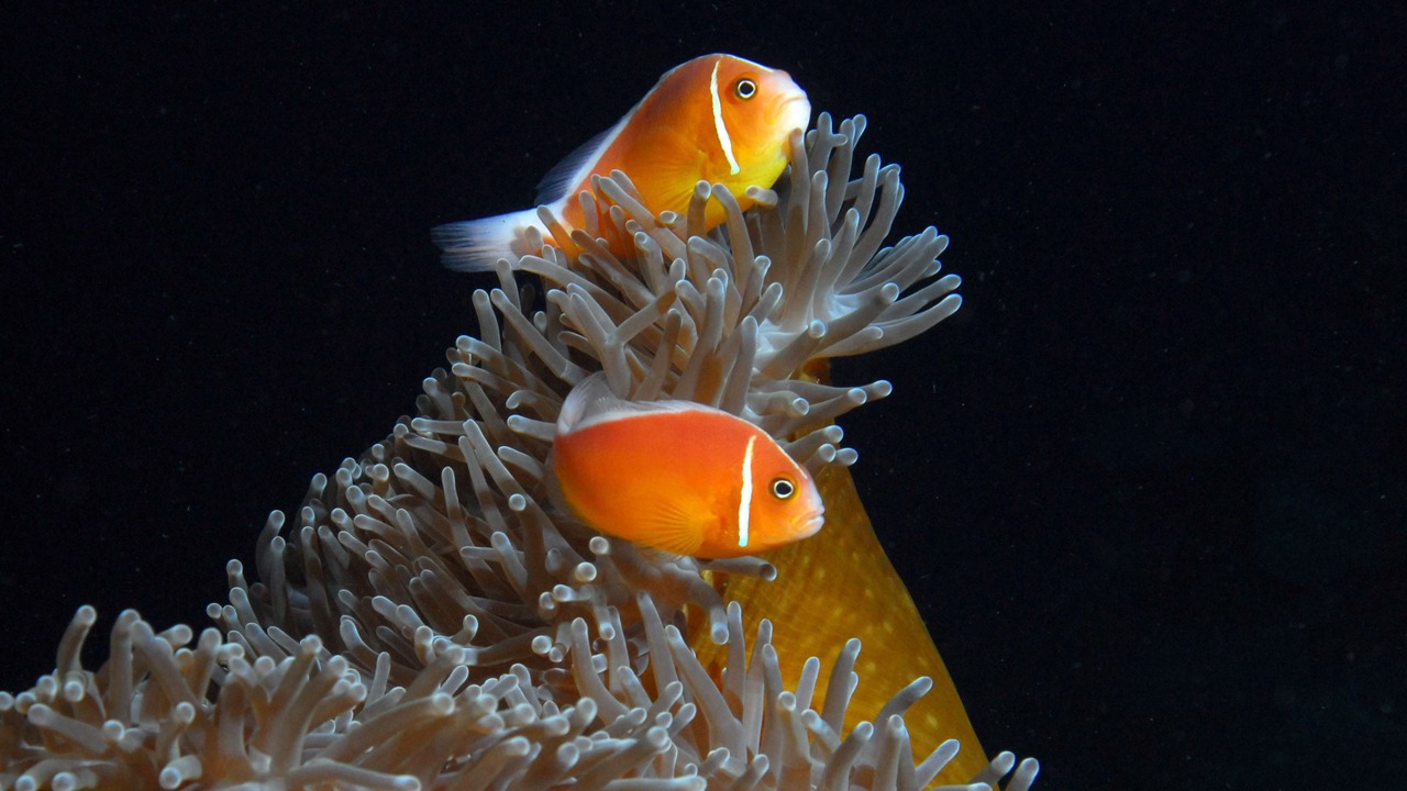 Photo of Others in Qalito Island