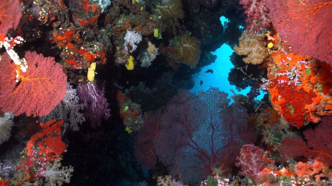 Photo of Others in Qalito Island
