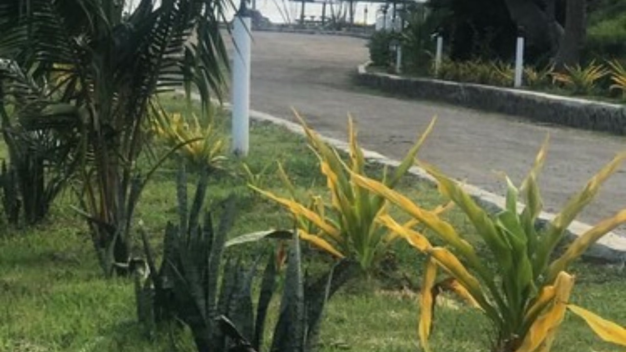 Photo of Outdoor in Volivoli