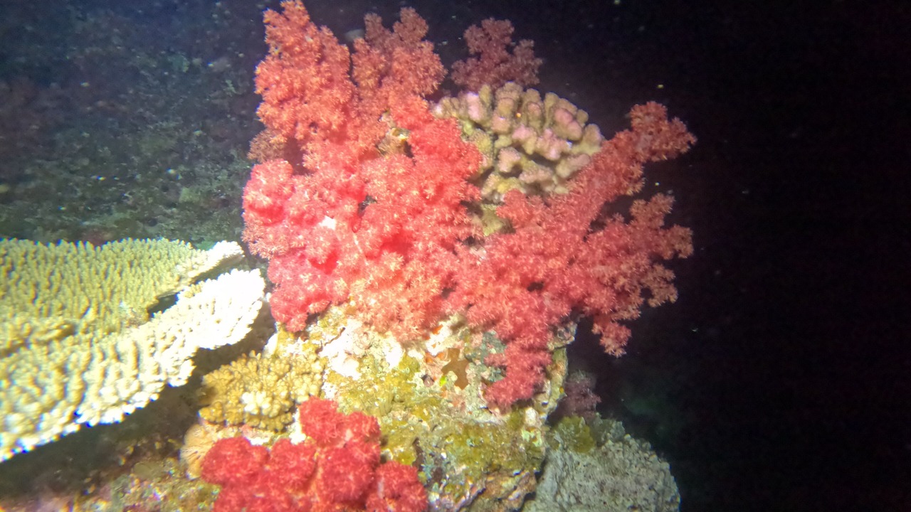 Photo of Outdoor in Viani Bay