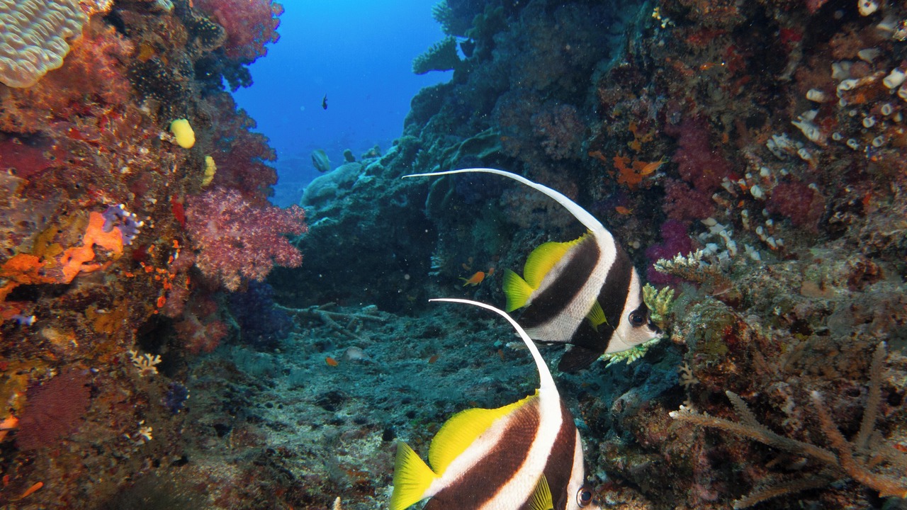 Photo of Others in Viani Bay