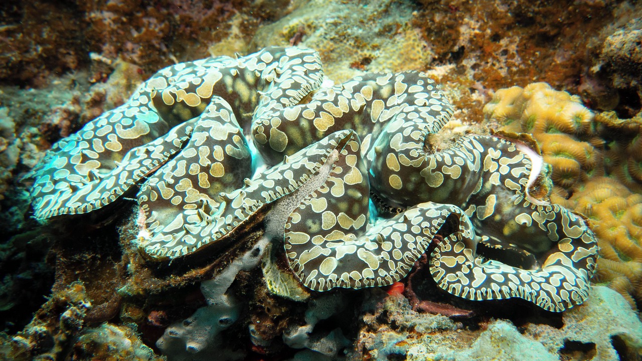 Photo of Others in Viani Bay