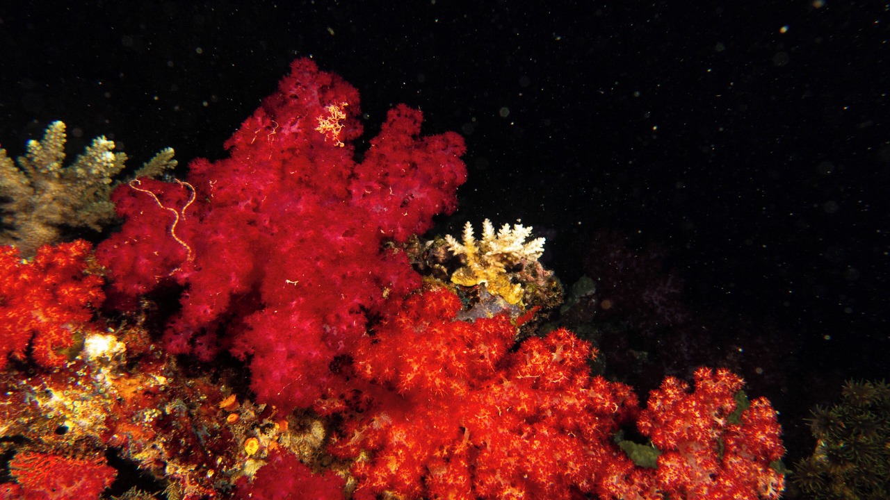 Photo of Others in Viani Bay