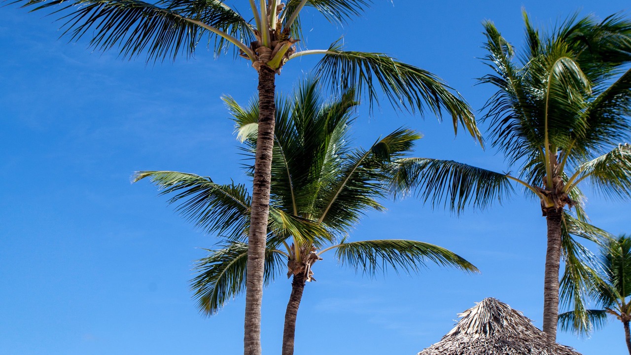 Photo of Others in Bavaro