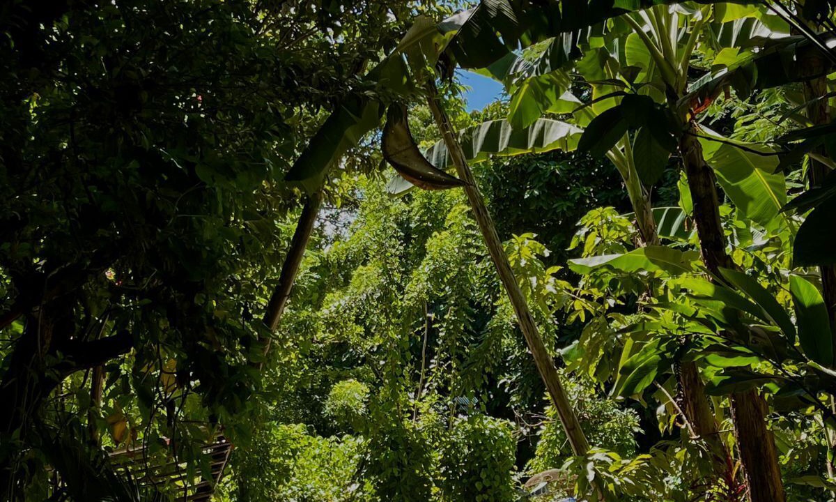 Photo of Outdoor in Samana