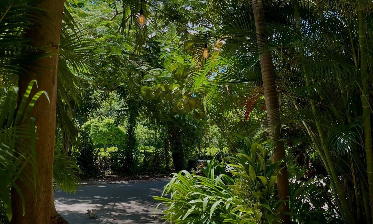 Photo of Outdoor in Samana
