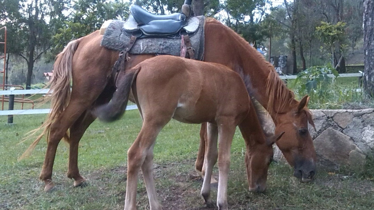 Photo of Others in Constanza