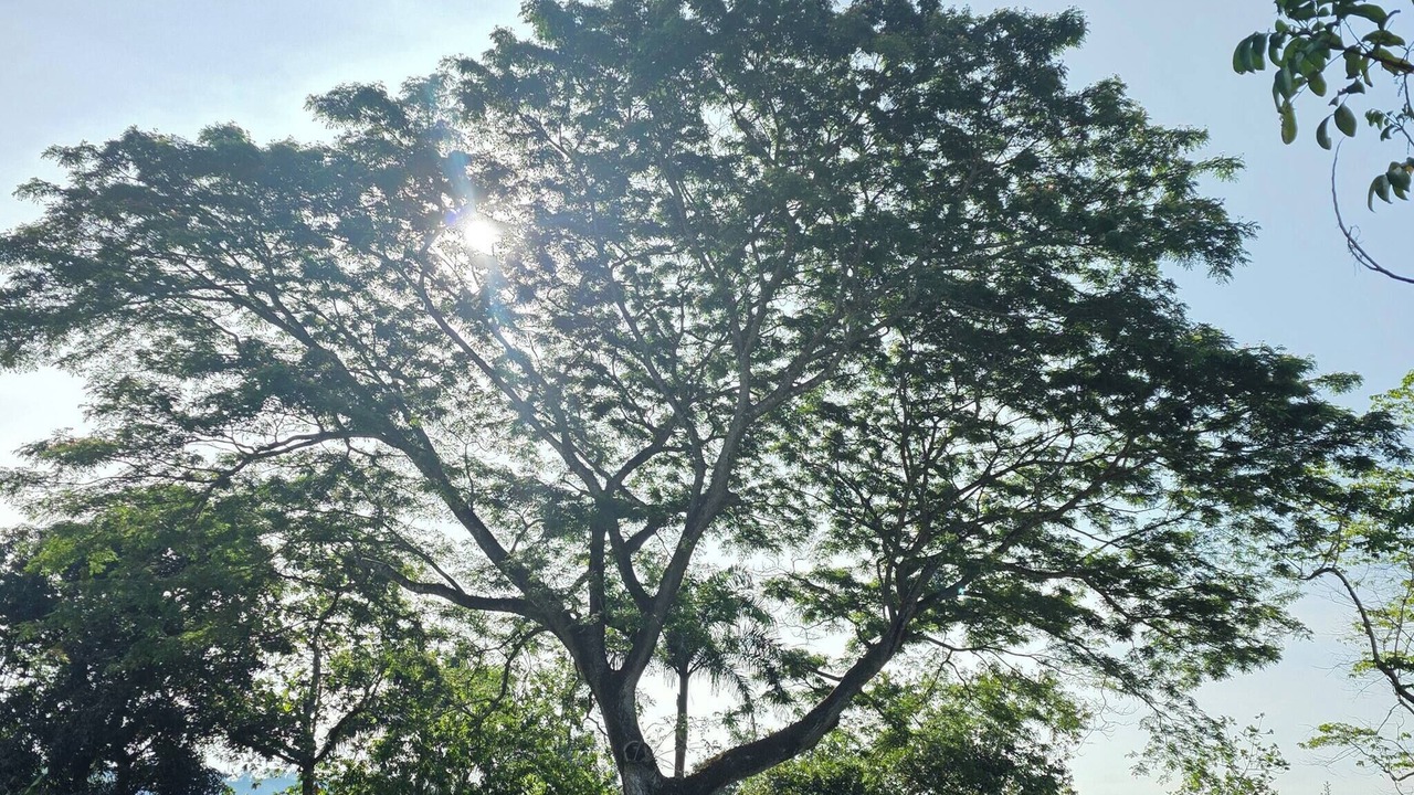 Photo of Outdoor in Los Brazos