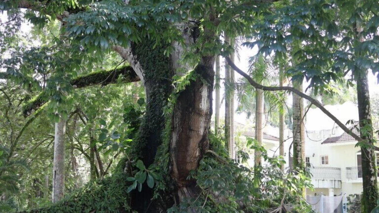 Photo of Outdoor in Sabaneta de Yasica