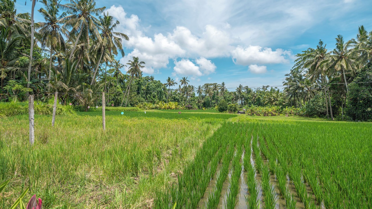 Photo of Others in Pejeng