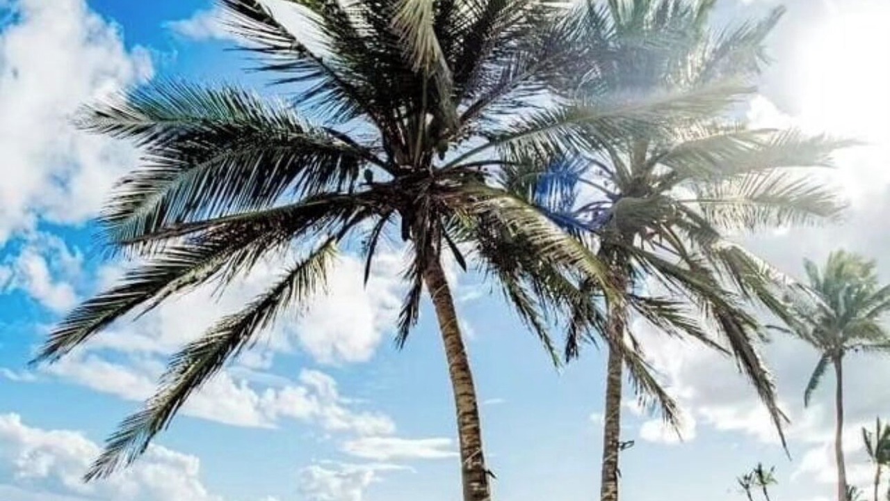 Photo of Others in Punta Cana