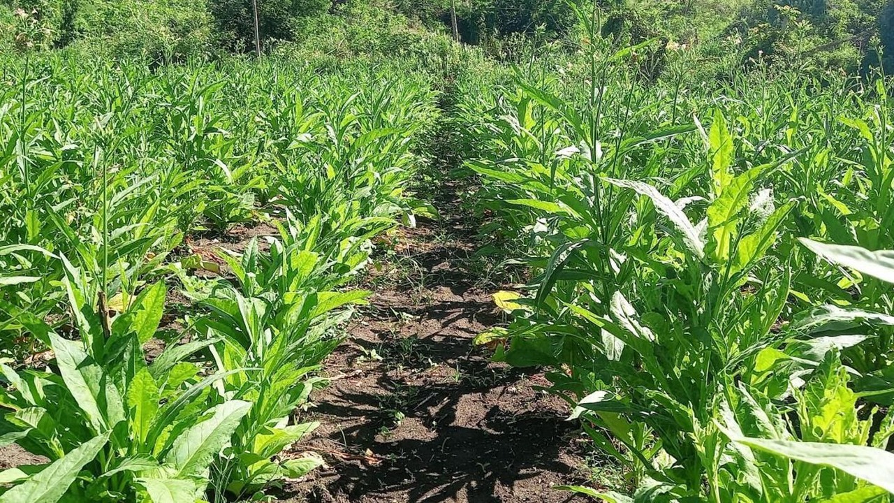 Photo of Outdoor in Ba