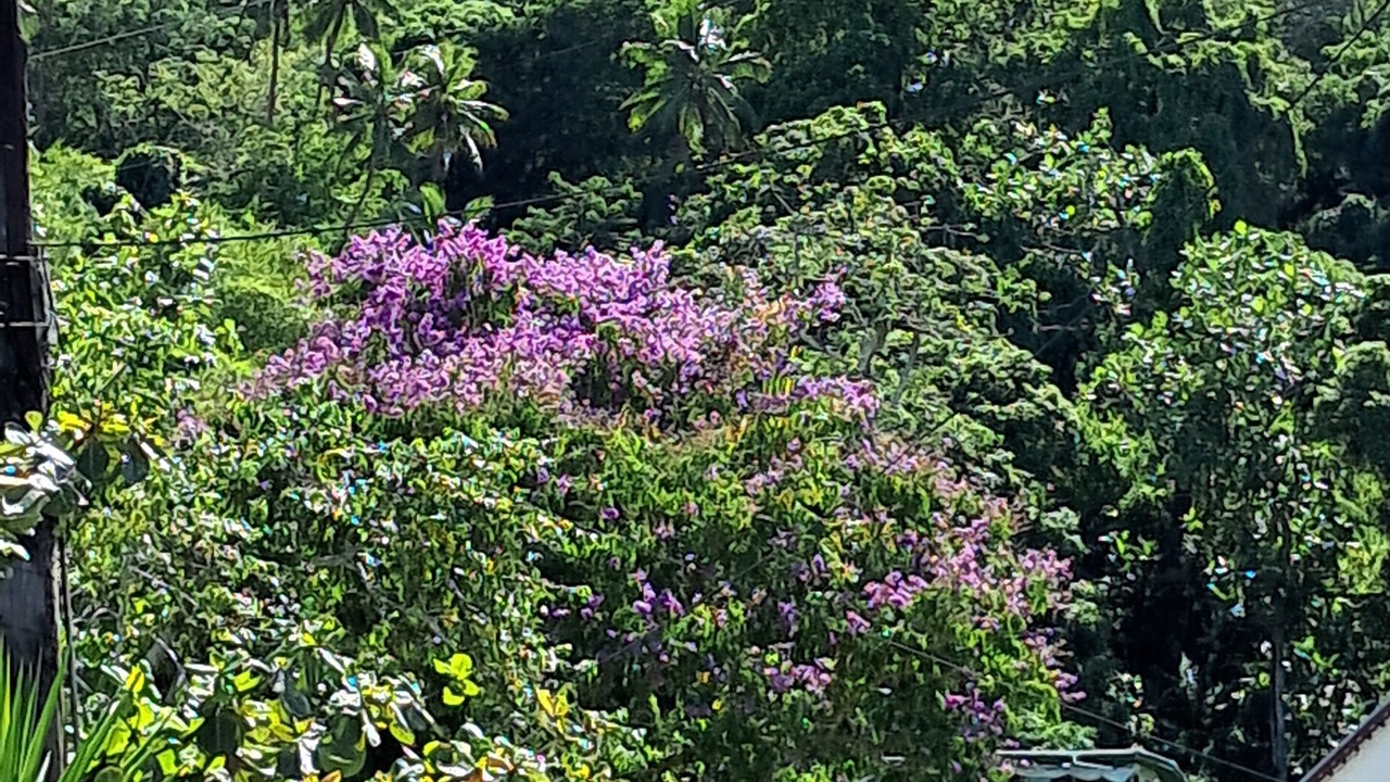 Photo of Outdoor in Levuka