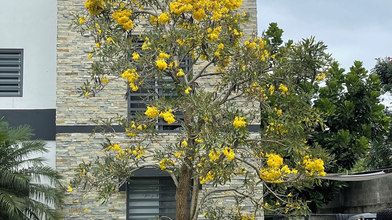Photo of Outdoor in Bonao