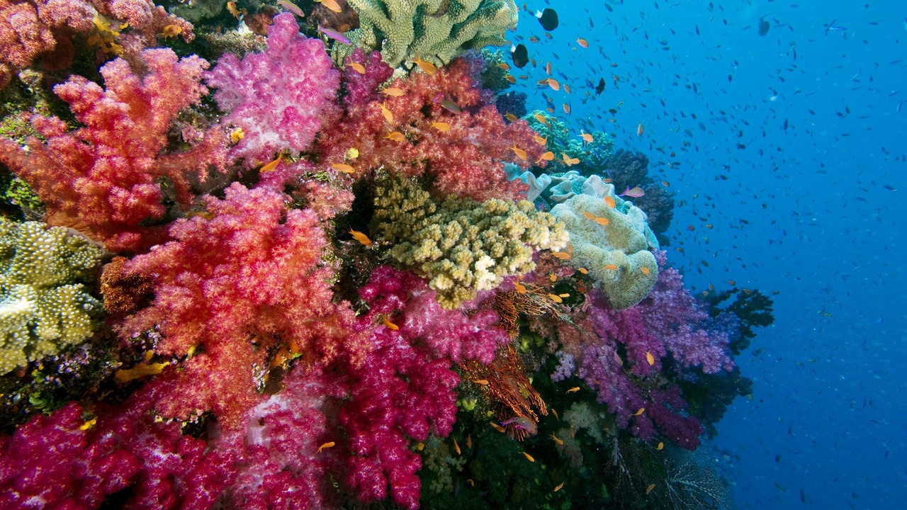 Photo of Others in Savusavu