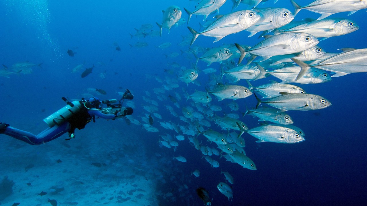 Photo of Others in Savusavu