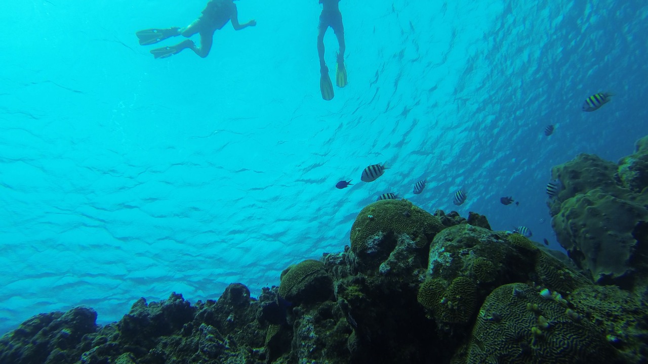 Photo of Others in Playa Chiquita
