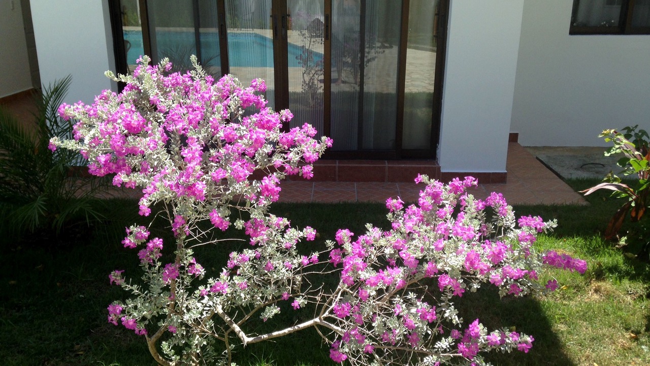 Photo of Outdoor in Playa Chiquita