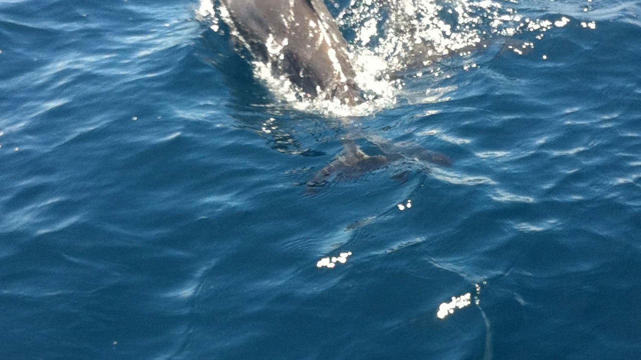 Photo of Others in Mana Island