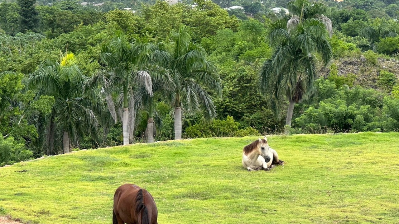 Photo of Outdoor in Las Galeras