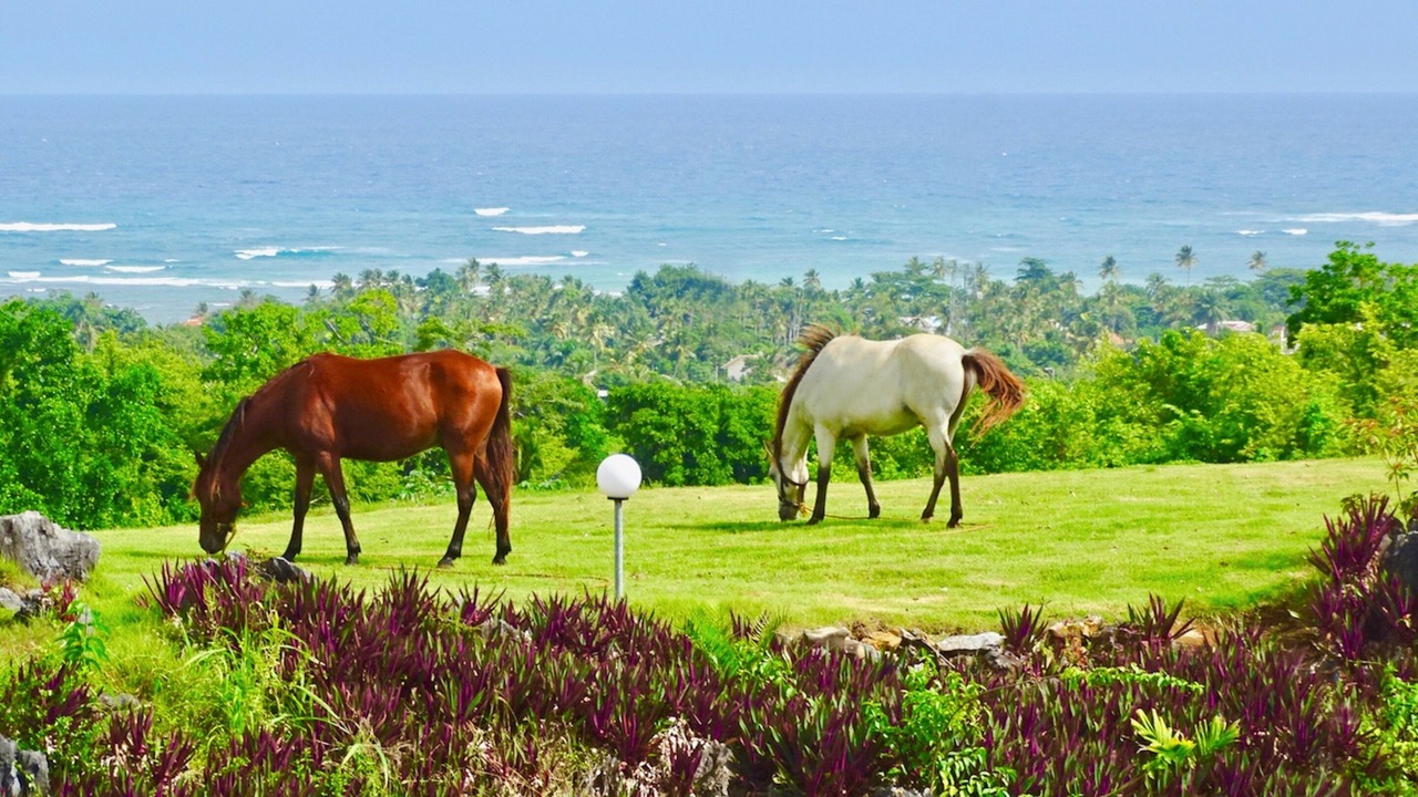 Photo of Outdoor in Las Galeras