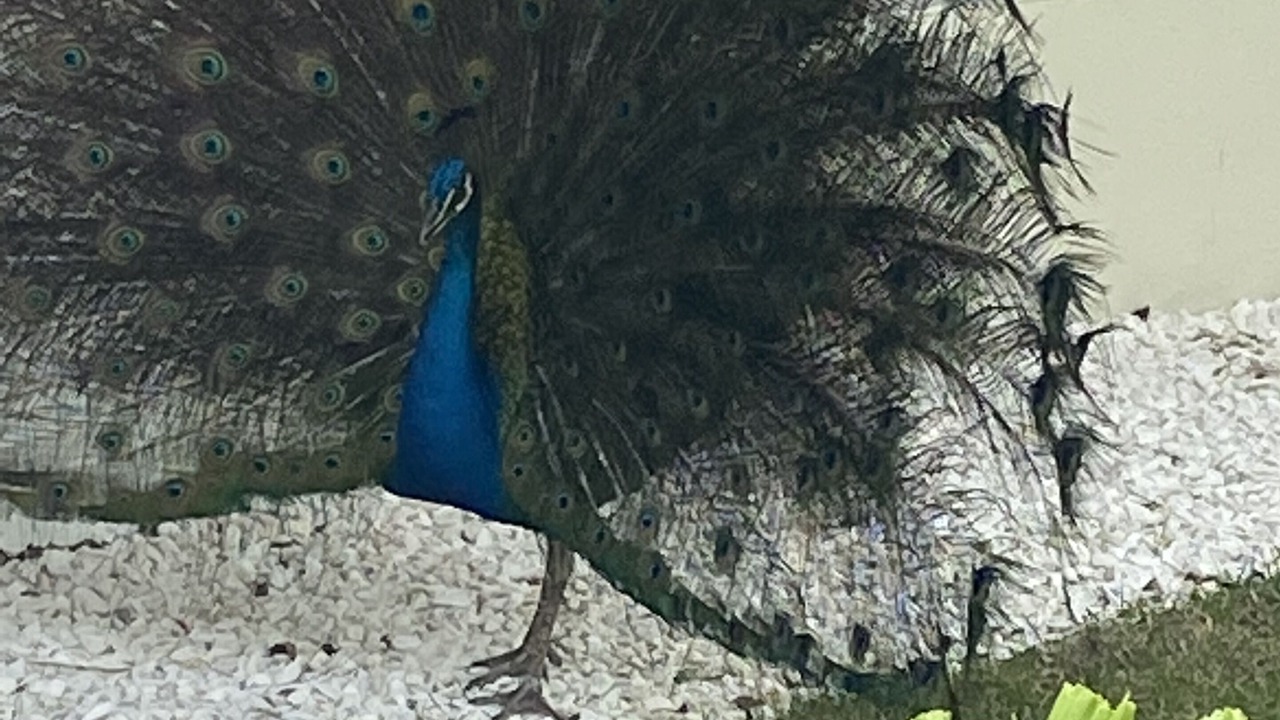 Photo of Outdoor in Cofresi