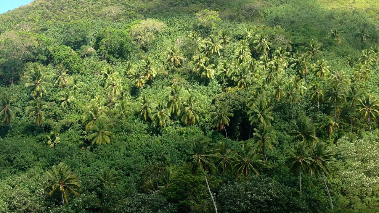 Photo of Outdoor in Moorea-Maiao