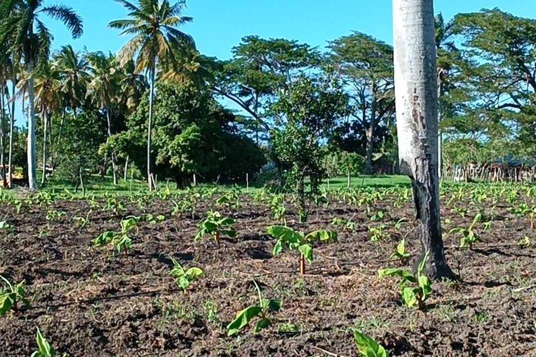Photo of Outdoor in Imbert