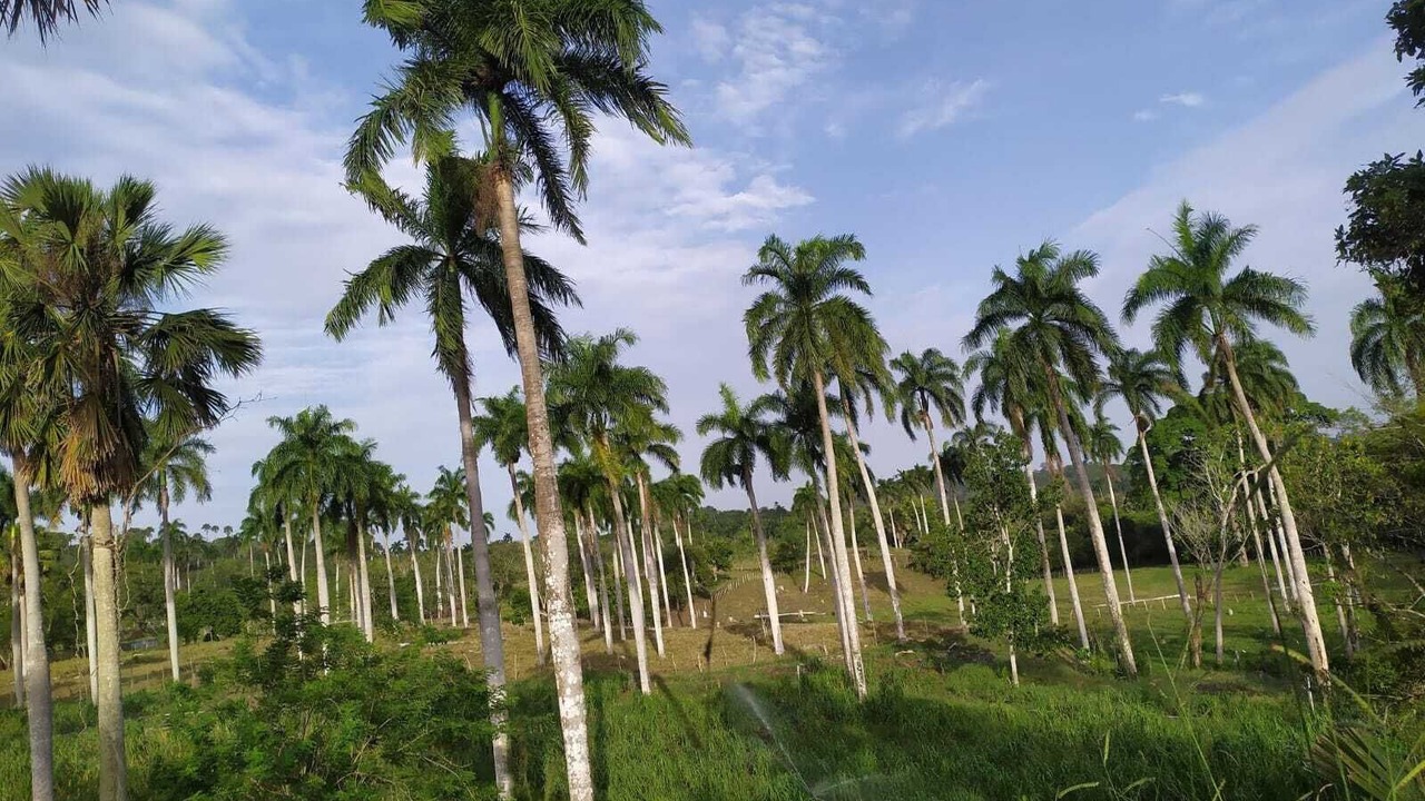 Photo of Others in Imbert