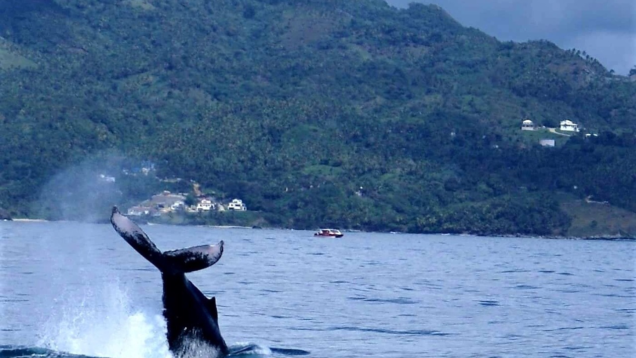 Photo of Others in Samana
