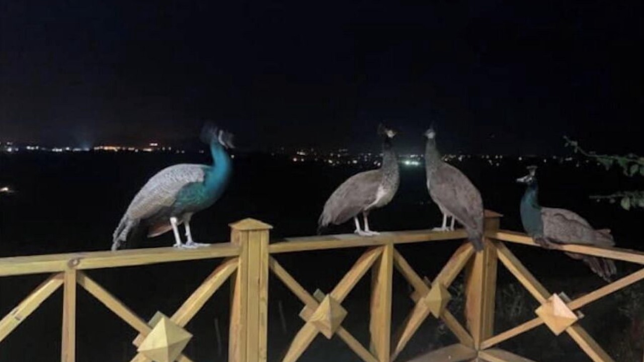 Photo of Outdoor in Pedro Brand