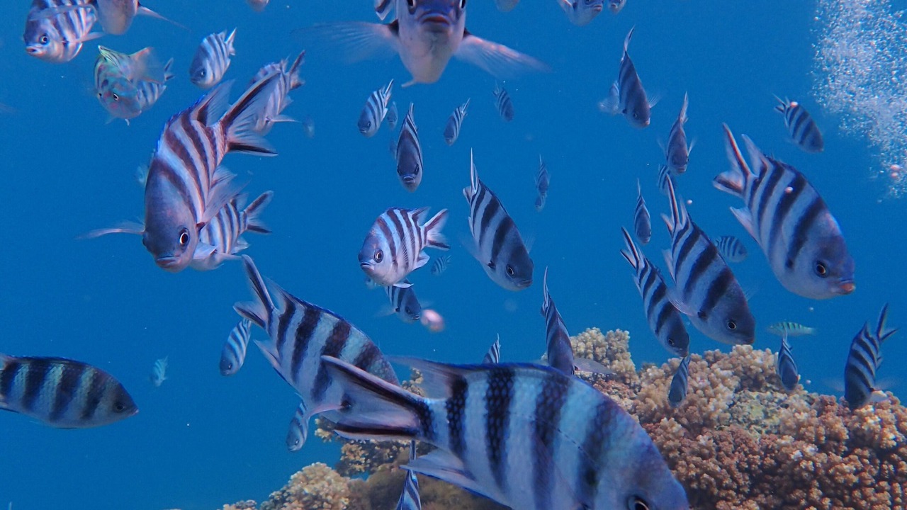 Photo of Others in Savusavu