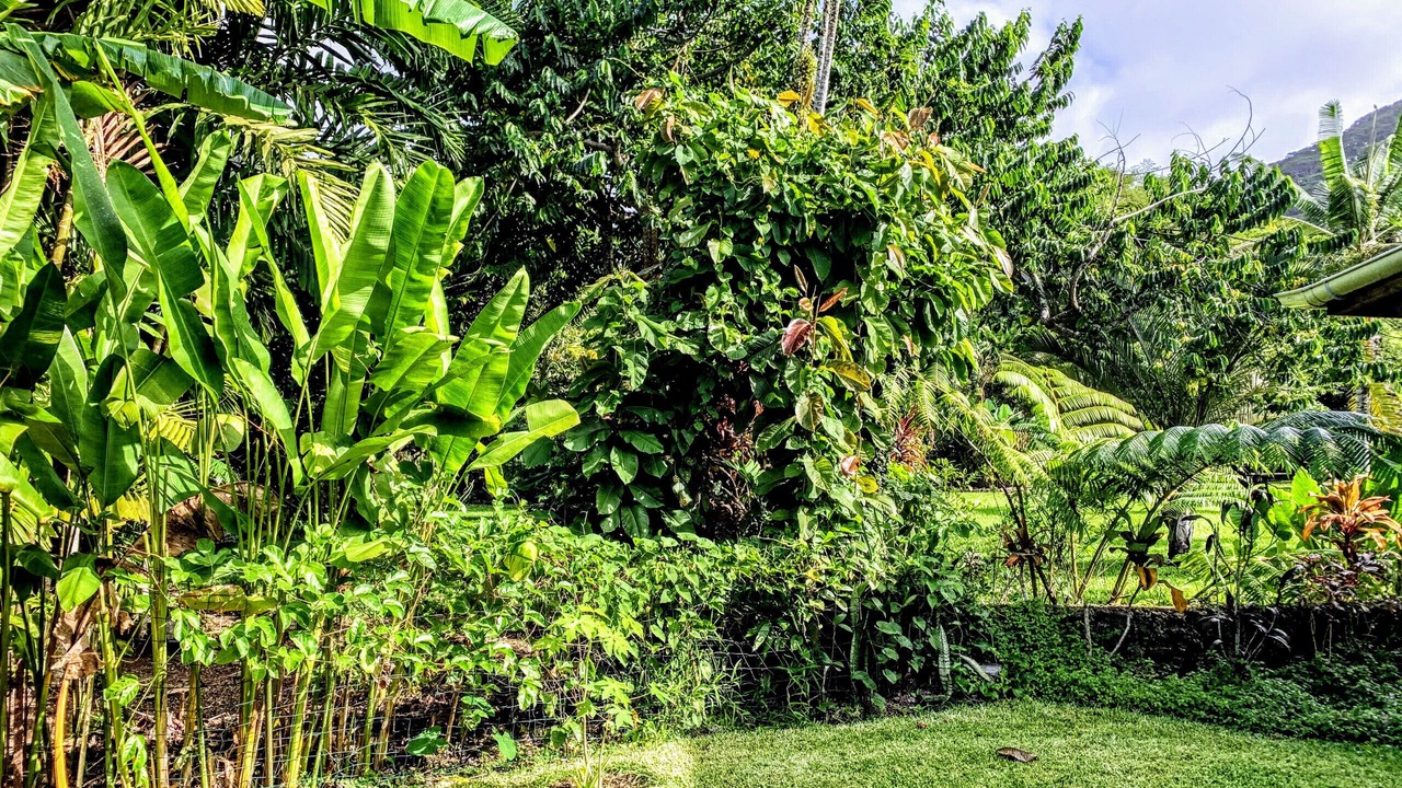 Photo of Others in Mahina