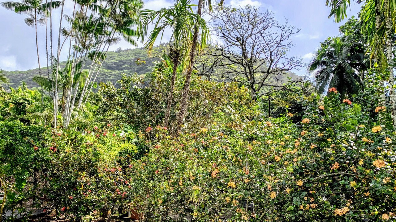 Photo of Outdoor in Mahina