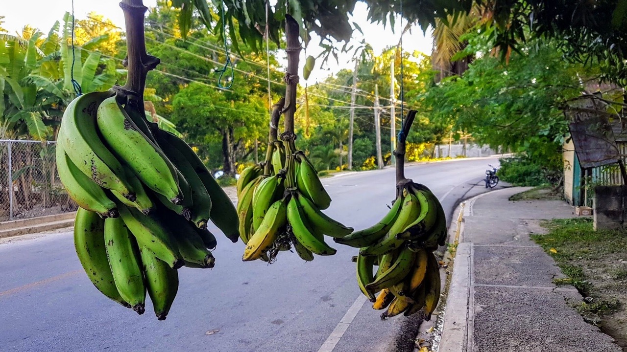 Photo of Outdoor in Samana