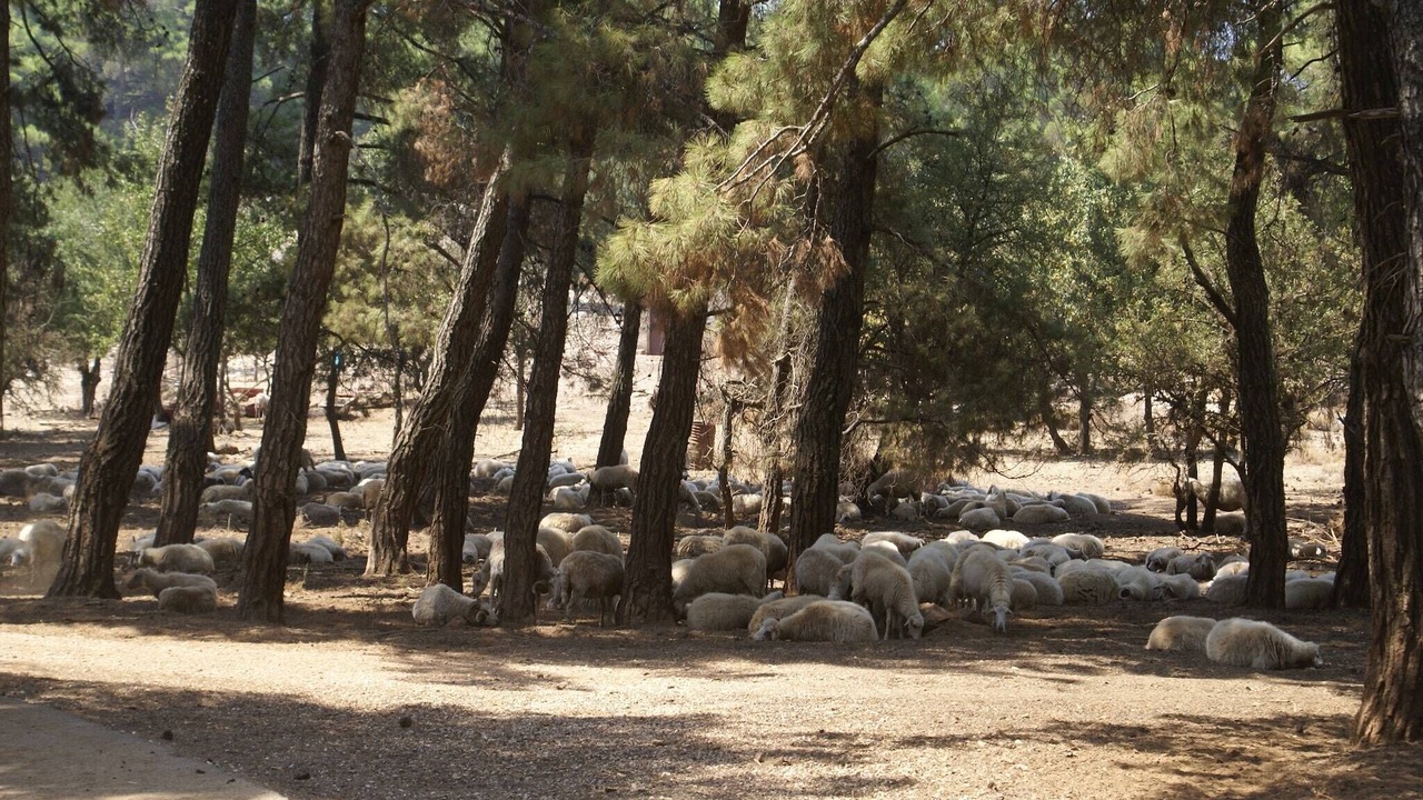 Photo of Others in Asklipiio