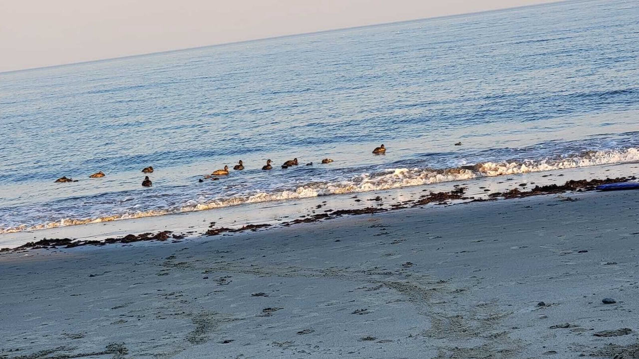 Photo of Others in Sabaneta de Yasica