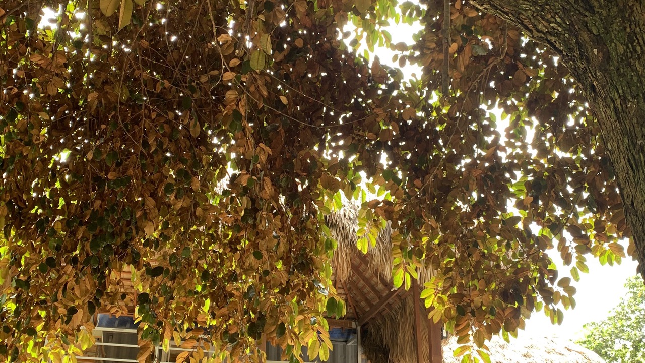 Photo of Outdoor in Cotui