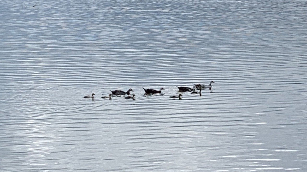 Photo of Others in Cotui