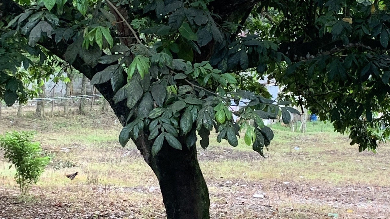 Photo of Outdoor in Cotui