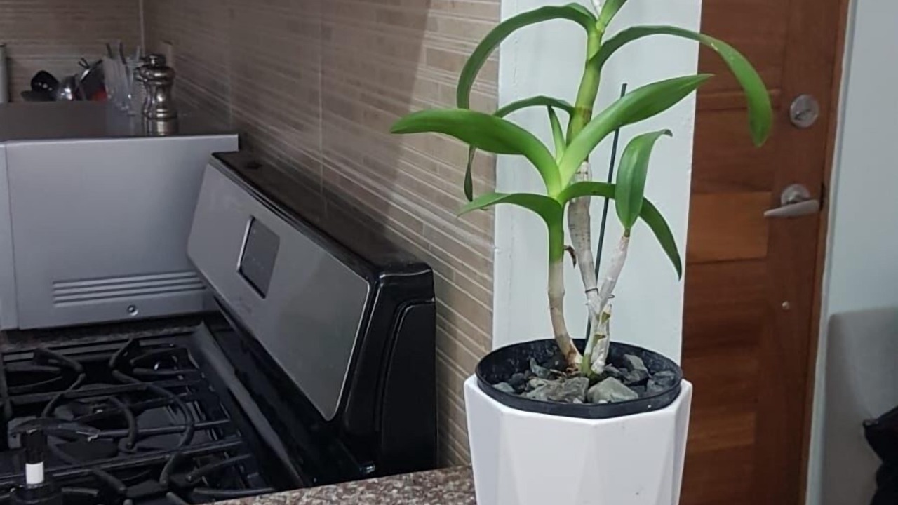 Photo of Kitchen in Santo Domingo Oeste