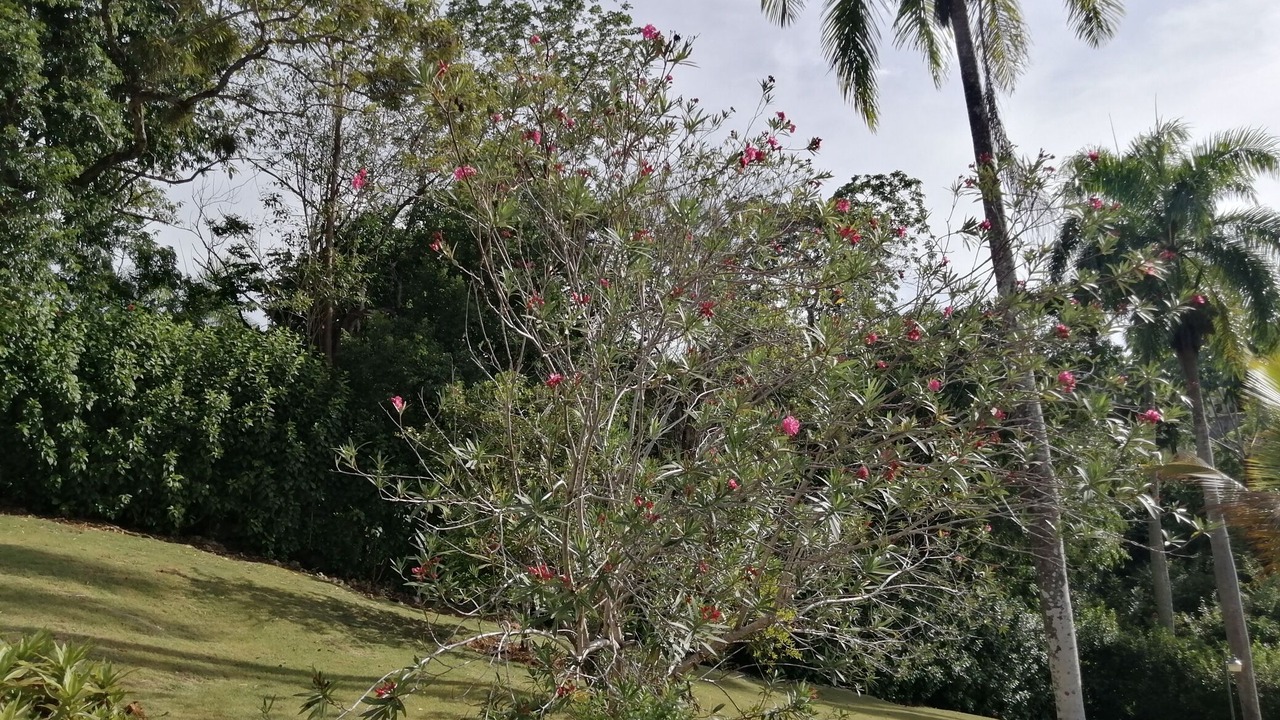 Photo of Outdoor in La Mulata I