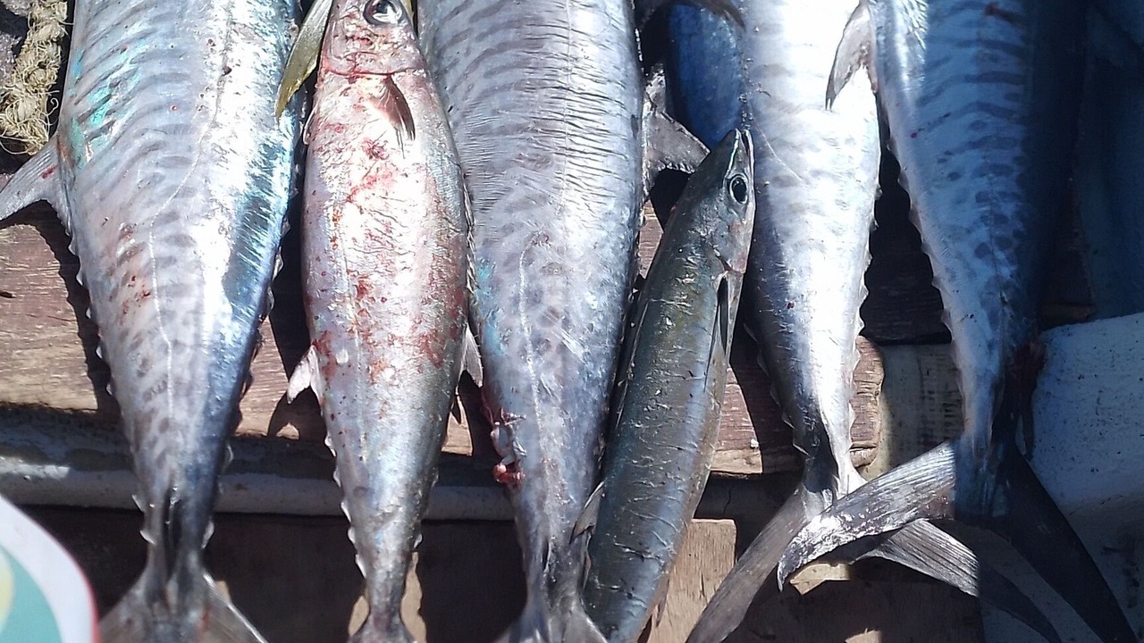 Photo of Others in Lautoka